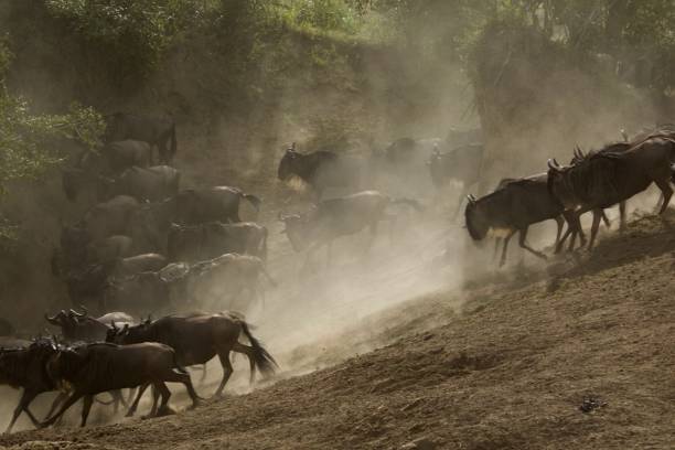 istock Wildebeest Migration,Maasi Mara 1171248860