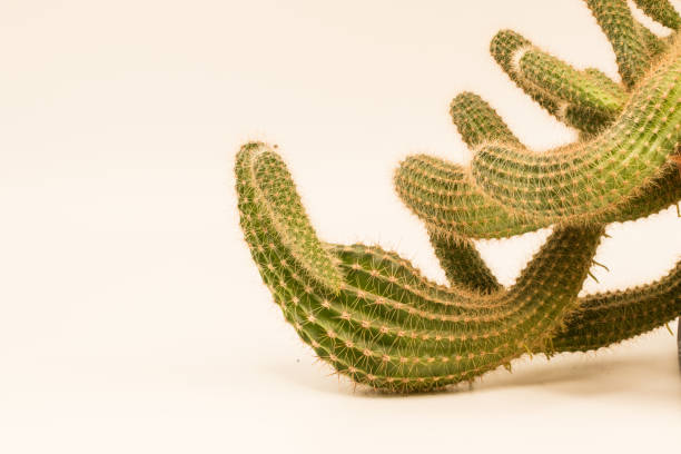 istock Isolated photo of a cactus 1171249984