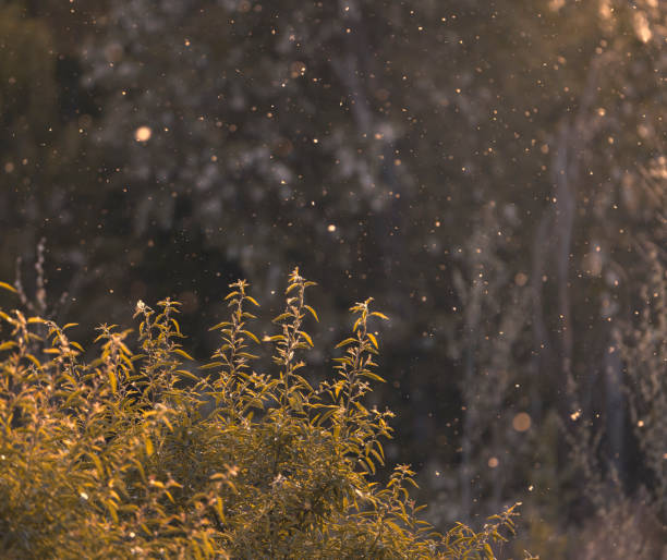 istock Nice sunset with poplar fluff flying across the meadow 1171250759