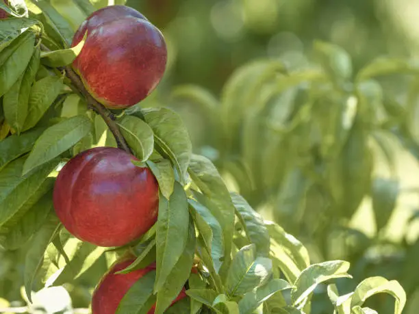 Red nectarines in a natural garden.