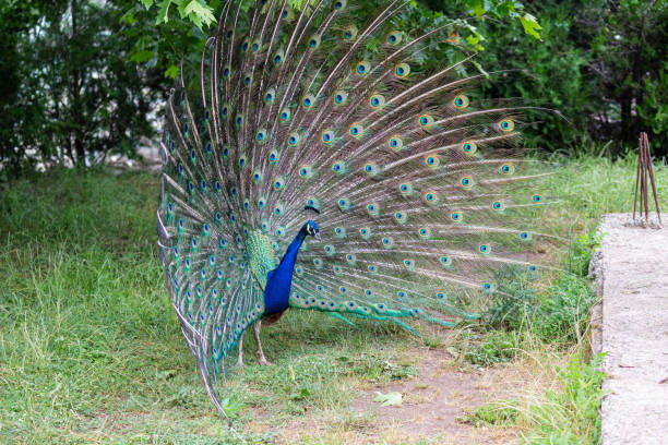 istock Male peacock in yard 1171252272