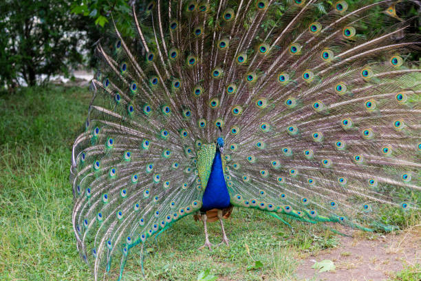 istock Male peacock in yard 1171252852