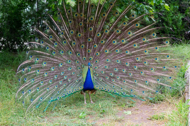 istock Male peacock in yard 1171252866