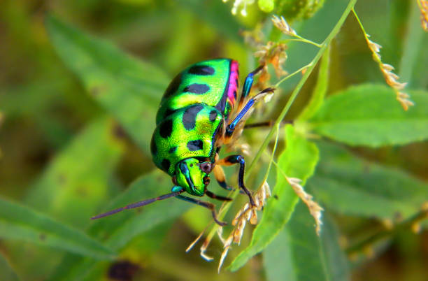 istock Beautiful Green Jewel Bug Close-up 1171253166
