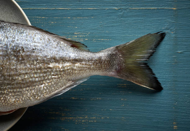 istock tail of fresh raw dorado 1171253343