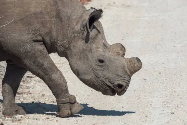 Dehorned Black or Hook-Lipped Rhino in Etosha National Park, Namibia as a Measure Against Poaching