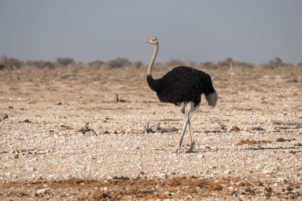 istock Single Male Ostrich, Etosha National Park 1171255598