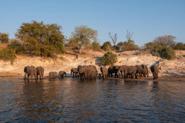istock Elephant Herd on the Bank of Chobe River 1171255613