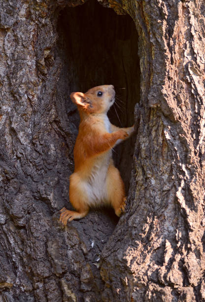 istock Red squirrel stands in the hollow 1171255674