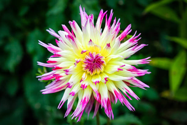 istock Close-up beautiful fresh flower 1171256488