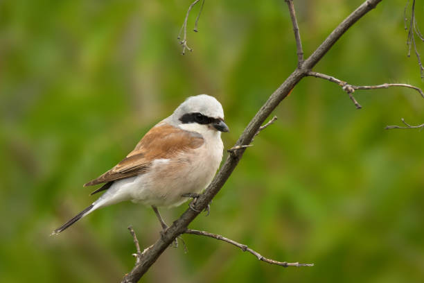 istock Small single bird shrike 1171256732