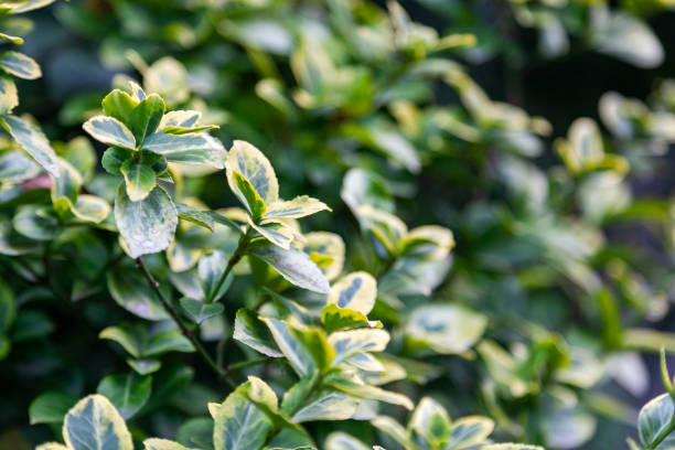 istock Euonymus japanese microfillus. 1171256772