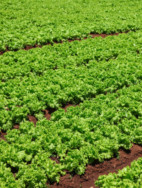 istock Lettuce Field Dalat Vietnam 1171256817