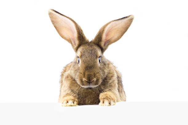 istock gray fluffy rabbit looking at the signboard. 1171257803
