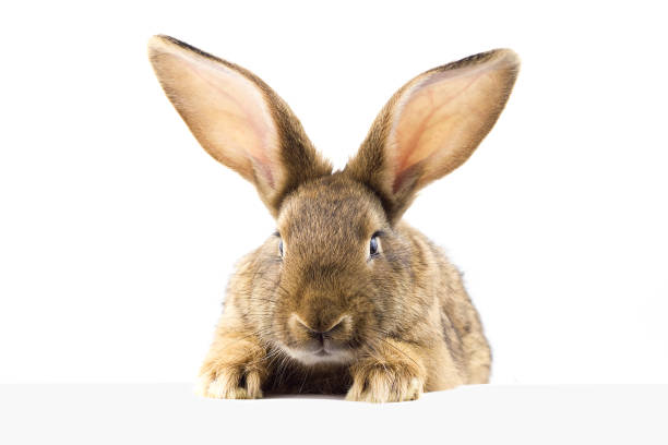 istock gray fluffy rabbit looking at the signboard. 1171257838