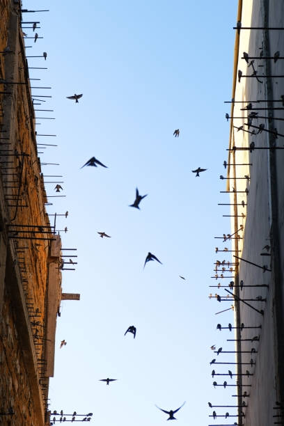 istock Swallows fly between two buildings. Against the background of blue sky. 1171258697