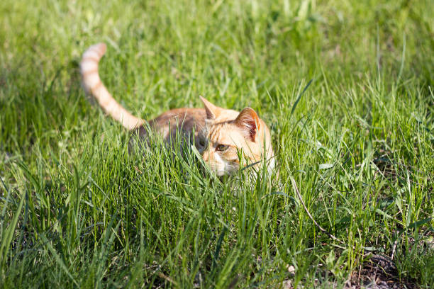 istock red cat in the green 1171259591