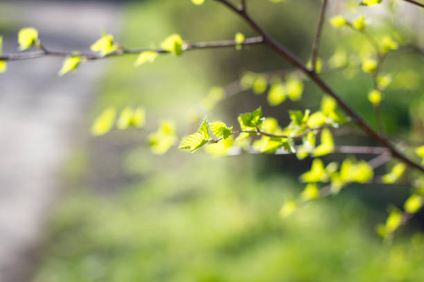 young twigs with leaves. young shoots of birch in the spring. small green leaves