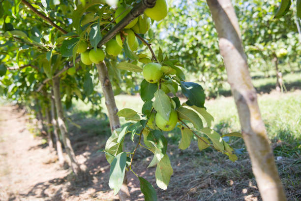 istock beautiful apple orchard on a sunny day 1171259973