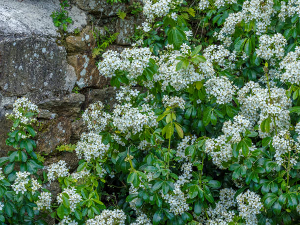 istock Brittany area of France 1171260607