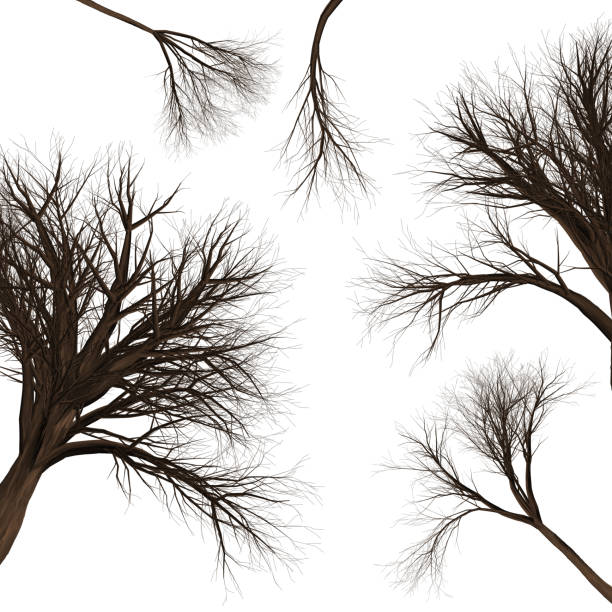 istock Tree branch background. 3D Illustration. White background isolate. Nature and Gardens design. 1171260973