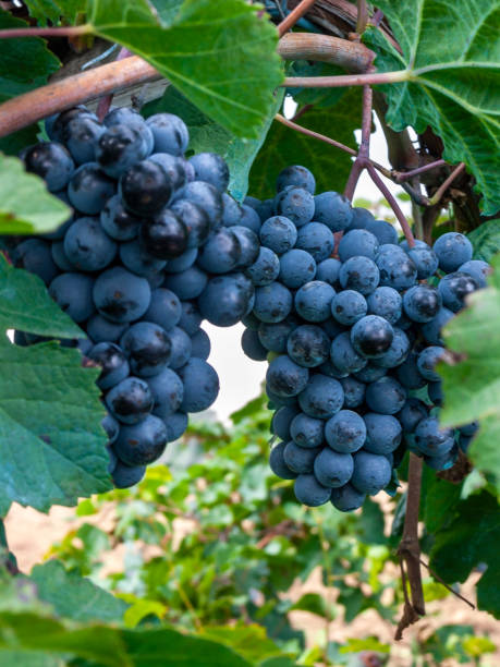 grappe mûre de raisins lambrusco di modena, avec des branches et des feuilles d'une plante, au moment de la récolte, italie - lambrusco photos et images de collection