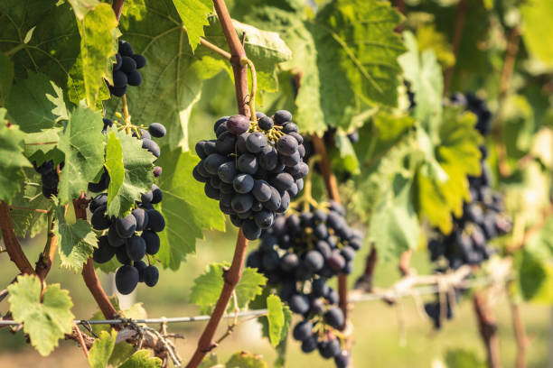 istock Grapes in vineyard close up. 1171266274