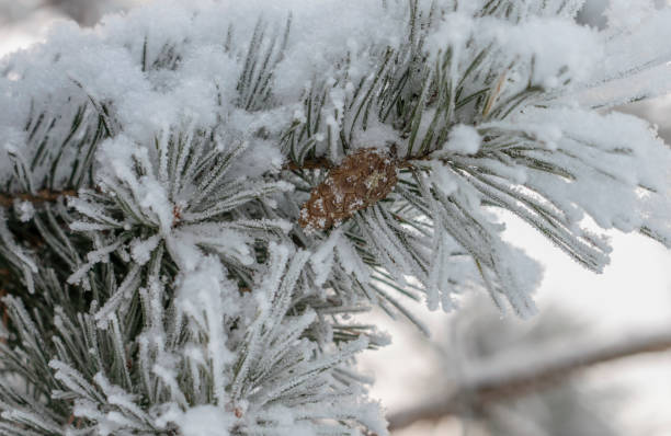 istock spruce branch with cones in the snow on a white background, winter, 1171266308