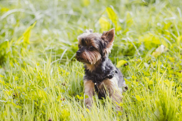 istock Yokshire Terrier for a walk in the grass. little dog. a pet . 1171267708