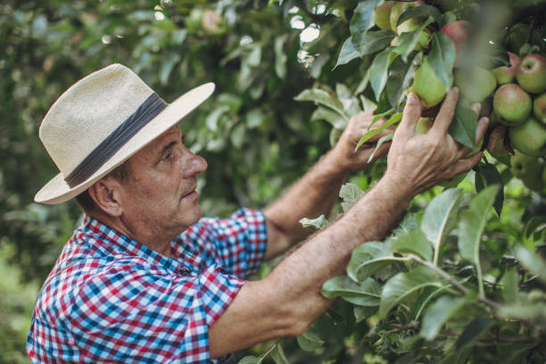 istock His apple trees have been thriving this season 1171268832