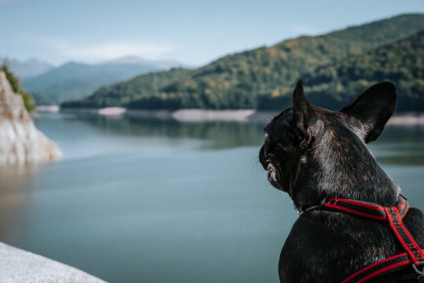 istock Dog Looking At Lake 1171268878