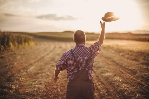 Farmer at his sunflower field