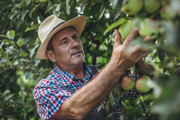 istock His apple trees have been thriving this season 1171269218