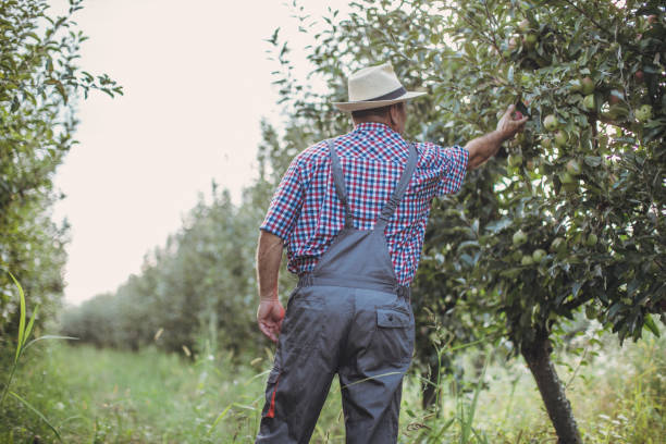 istock Happy farmer in apple orchard 1171269247