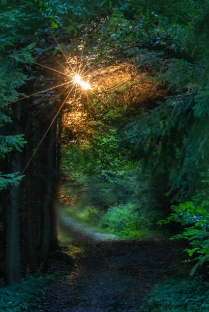 istock fairy tale forest with sunset ray of light 1171269420