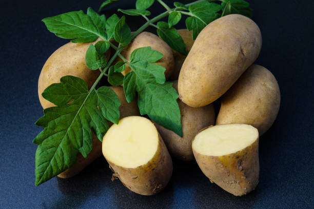 tuberoso di solanum di patate - raw potato farmers market market stall vegetable foto e immagini stock