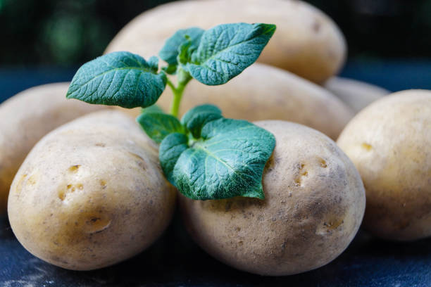 tuberoso di solanum di patate - raw potato farmers market market stall vegetable foto e immagini stock