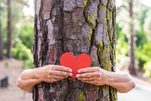 A senior adult woman in the woods hugging a tree with her arms. A red heart indicates that every tree has its life. Earth Day concept. People save the planet from deforestation