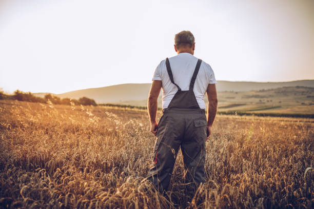 istock Farmer standing in a golden wheat field 1171271536