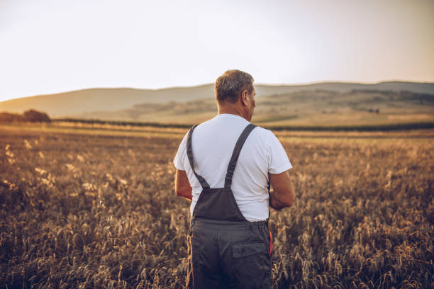 istock Farmer standing in a golden wheat field 1171272228