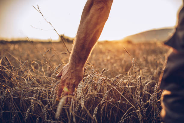 istock Farmer touching golden heads of wheat while walking through field 1171272434