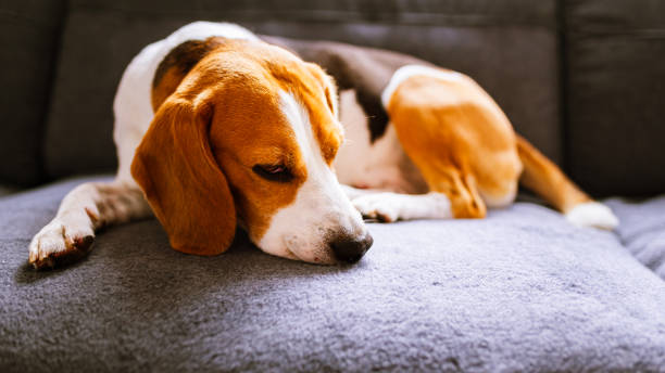 istock Dog lying on the sofa. Canine background 1171273660
