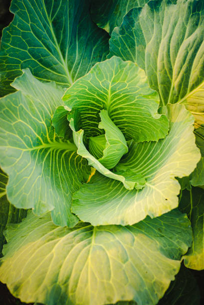 Green cabbages headd grow on field. Closeup, vertical photo