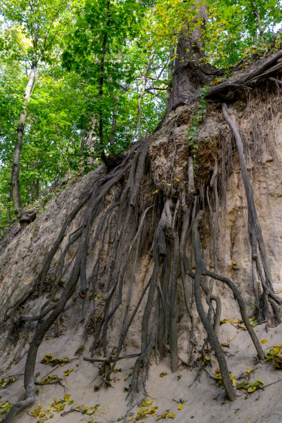 In the pictures you can see the loess gorge in Sandomierz. The exposed tree roots make an impression. The gorge is named after Queen Jadwigia. The gorge is of particular historical, scientific and artistic value, recorded in the general consciousness and having great significance for the cultural heritage of Poland