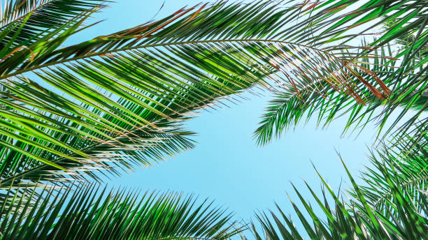 istock Palm leaves on blue sky background 1171275984