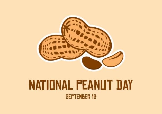 ilustraciones, imágenes clip art, dibujos animados e iconos de stock de vector del día nacional del cacahuete - nut snack peanut backgrounds