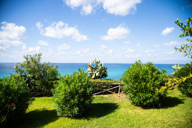 Prickly pears on the sea, Calabria, prickly pears on the tree