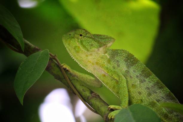 istock Beautiful green chameleons on tree branch wildlife india 1171278931