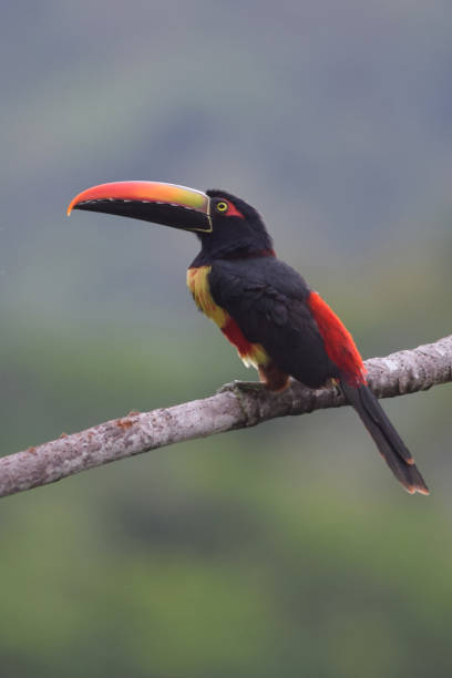 istock Fiery-Billed Aracari Toucan 1171279322