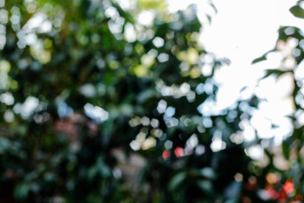 Bokeh of nature background